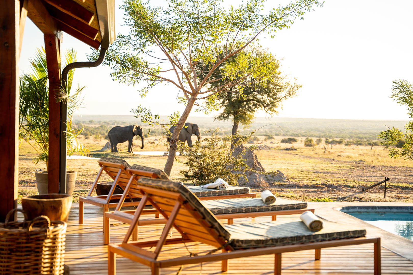 Walkers Plains Camp - Elephants Walkers Plains Camp - Elephants