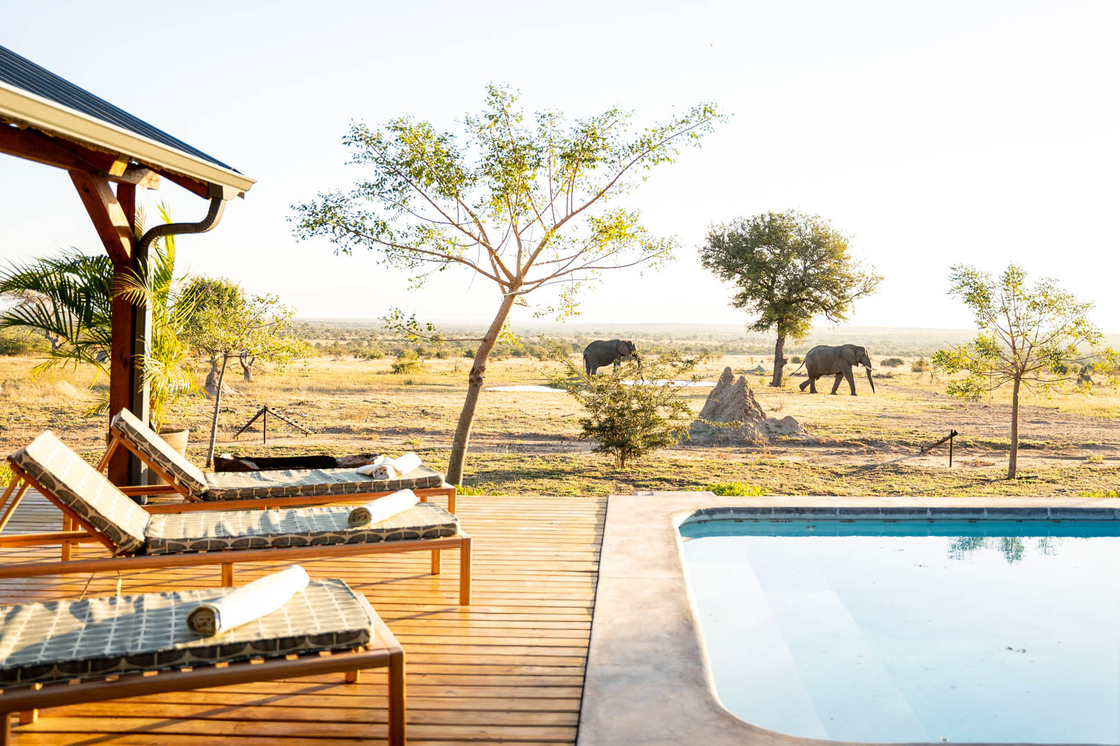 Walkers Plains Camp Elephants 2