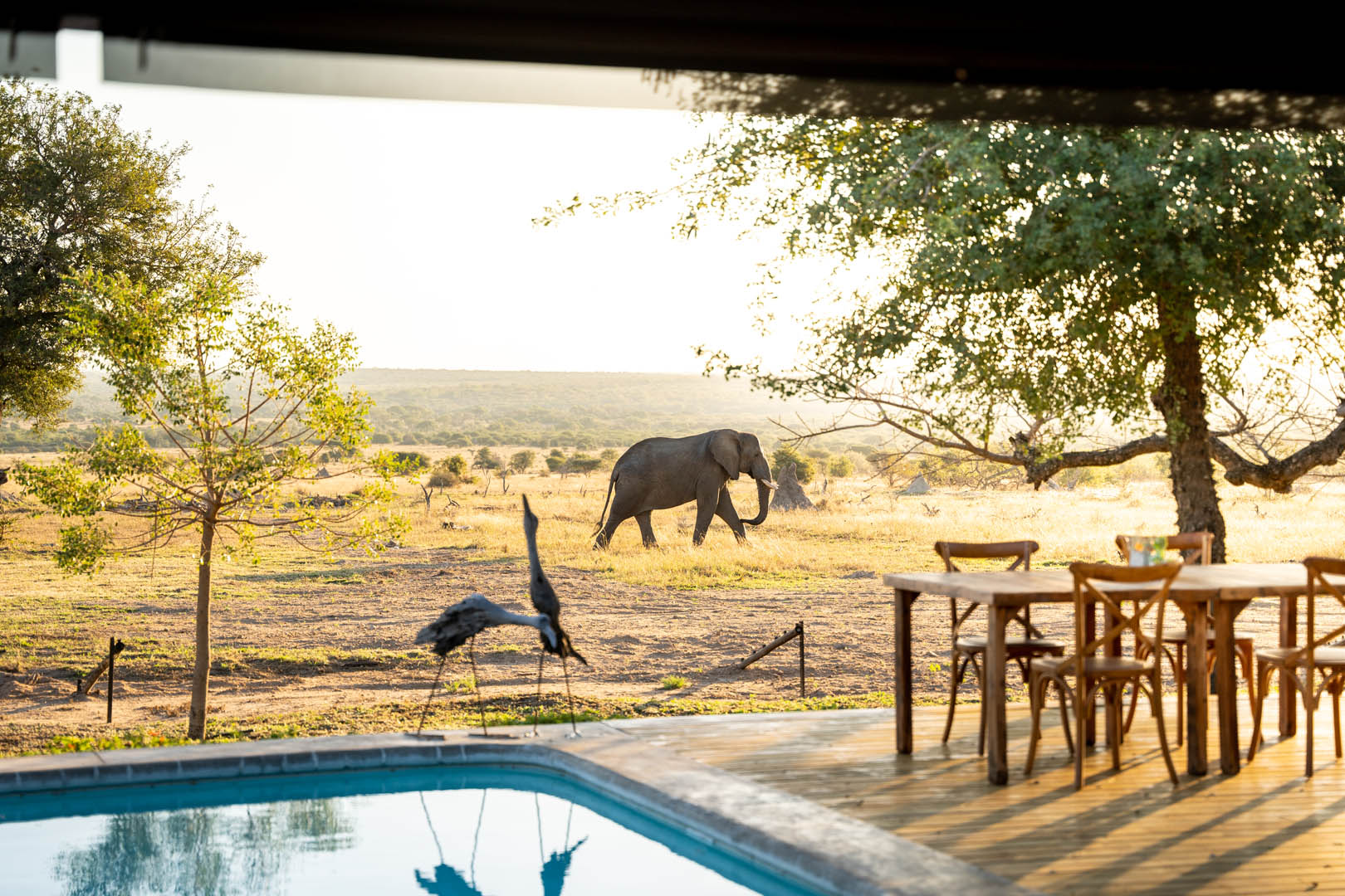 Walkers Plains Camp Elephants 3